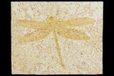 Fossil Dragonfly (Cymatophlebia) - Solnhofen Limestone #157231-1